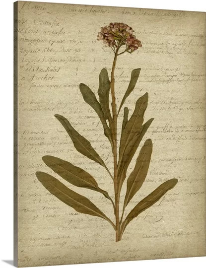 Romantic Pressed Flowers Romantic Pressed Flowers II by Jennifer Goldberger - Graphic Art | Wayfair North America