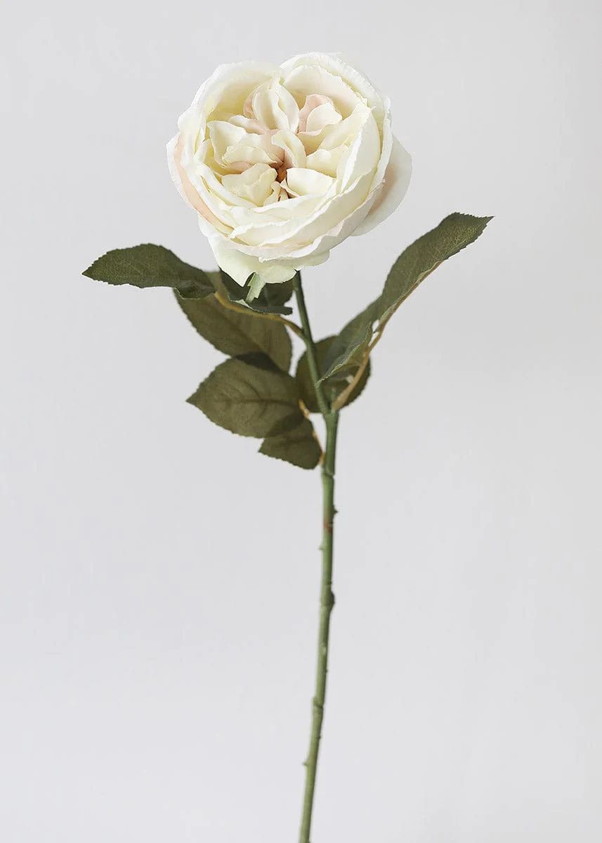 Eggshell Cream English Cabbage Rose - 25 | Afloral (US)