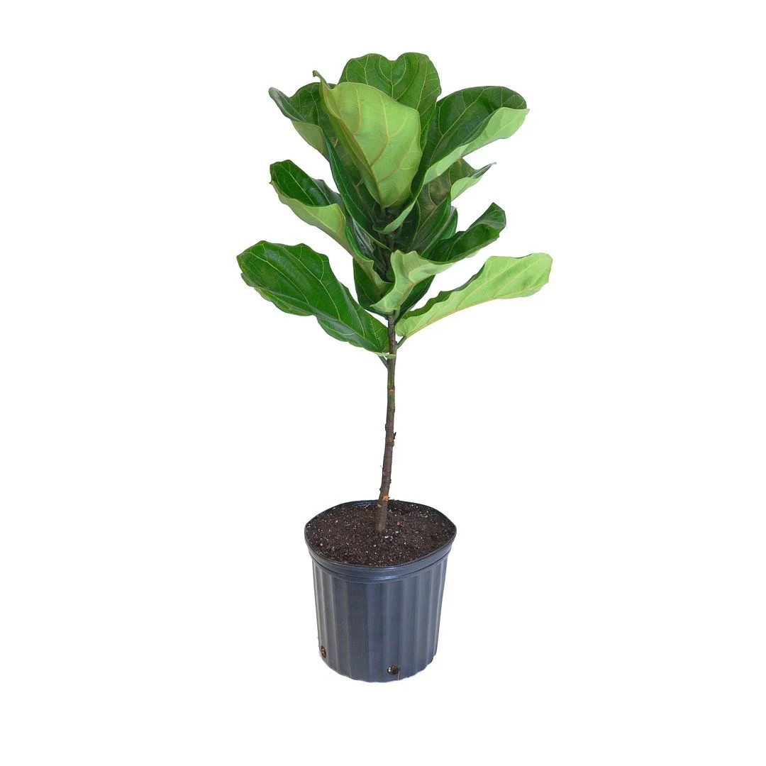 United Nursery Live Fiddle Leaf Fig Standard 26in Tall Green Indoor Tropical Plant  in 10in Growe... | Walmart (US)