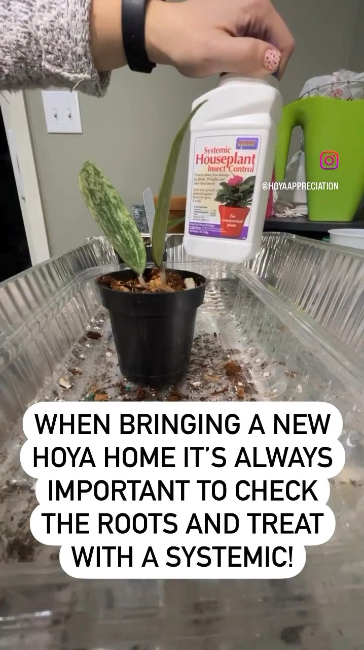 Whenever I bring a new Hoya into my home, I always check the roots to ensure they aren’t wet or dry-rotted. These particular roots were thick and healthy! 💚 After inspecting them, I placed the plant back into its pot and sprinkled a systemic pesticide into the medium. This plant will stay in quarantine until I’m confident the roots have absorbed the systemic. (Comment ‘shop’ for a direct link.)

I almost always leave my plants in the medium they were sold in. My motto is: ‘If it isn’t broken, don’t fix it.’ Plants already go through a lot of acclimation—from leaving their nursery, arriving at local stores, and then adapting to our home environments. Repotting them right away can be an unnecessary shock. Another reason is evident in this video: the roots were well-attached and intertwined with the bark and coco husks. Repotting would cause significant damage to this young root system.

However, if I inspect the roots and find they’re in poor shape, my approach changes completely. In those cases, I cut off the damaged roots immediately and re-root the plant. Even then, I always add a systemic pesticide to the rooting medium.
 
👍follow for more

#ilovehoyas #hoyacollector #hoyahead #hoyaappreciation #hoyacollection #plantsmakemehappy #ihavethisthingwithplants #hoya #easilydistractedbyplants #hoyacollection #hoyacaretips #tropicalplants

#LTKFindsUnder100 #LTKHome #LTKFindsUnder50