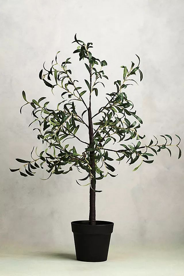 Stargazer Nature Effects LED Faux Olive Tree | Anthropologie (US)