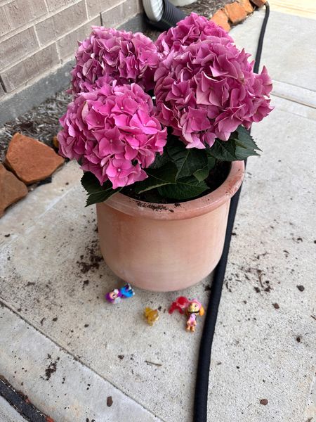 Hydrangeas and clay pot! Love this new addition to our porch 🌸🌿🪴

#LTKhome #LTKfindsunder50
