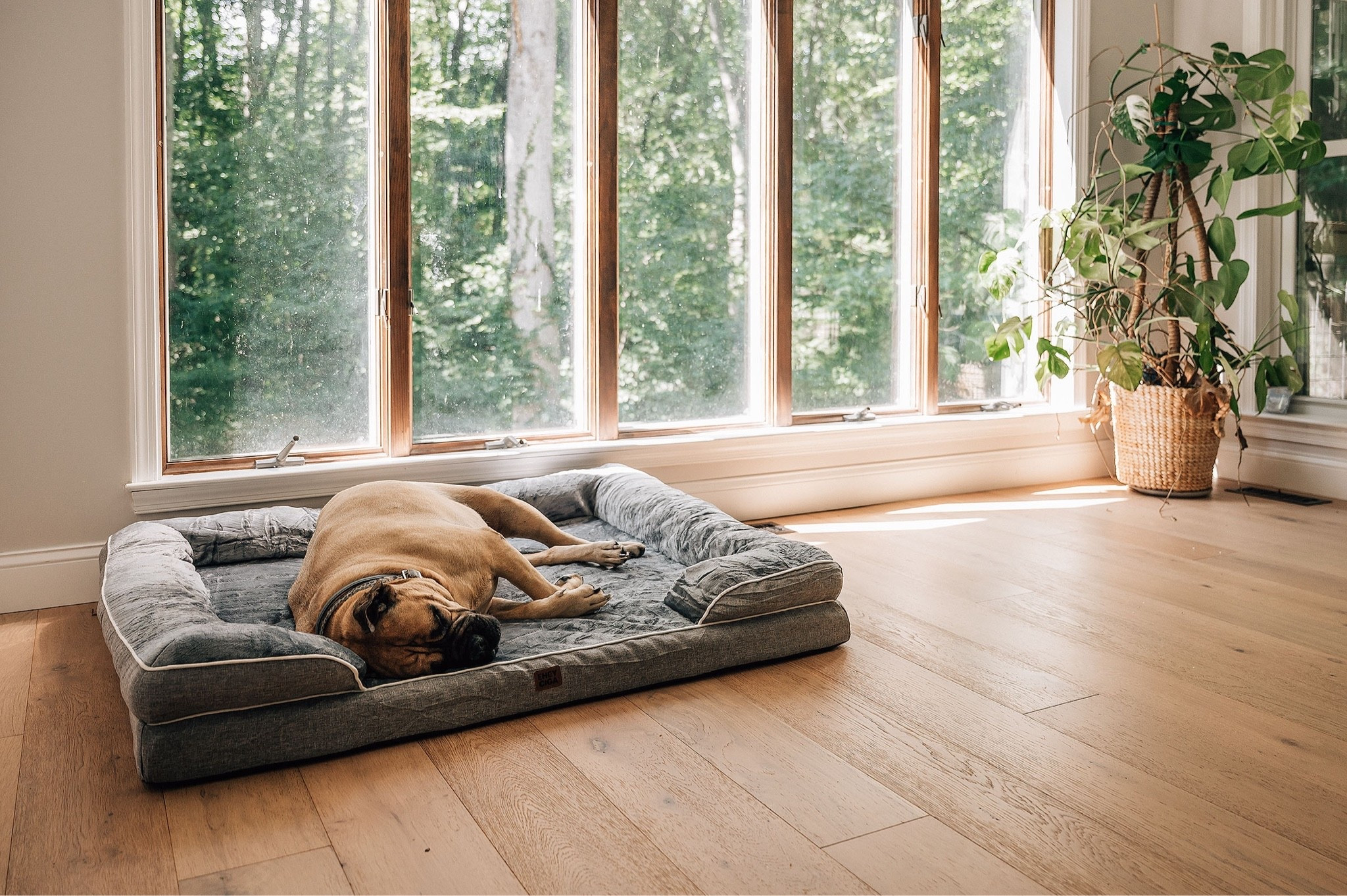 cozy home finds + our favorite oversized dog bed for a large dog 🤎 noelle has officially claimed this spot by the window. linking her dog bed and a few cozy home favorites from our new house!

#LTKHome #LTKSaleAlert #LTKdayinmylife