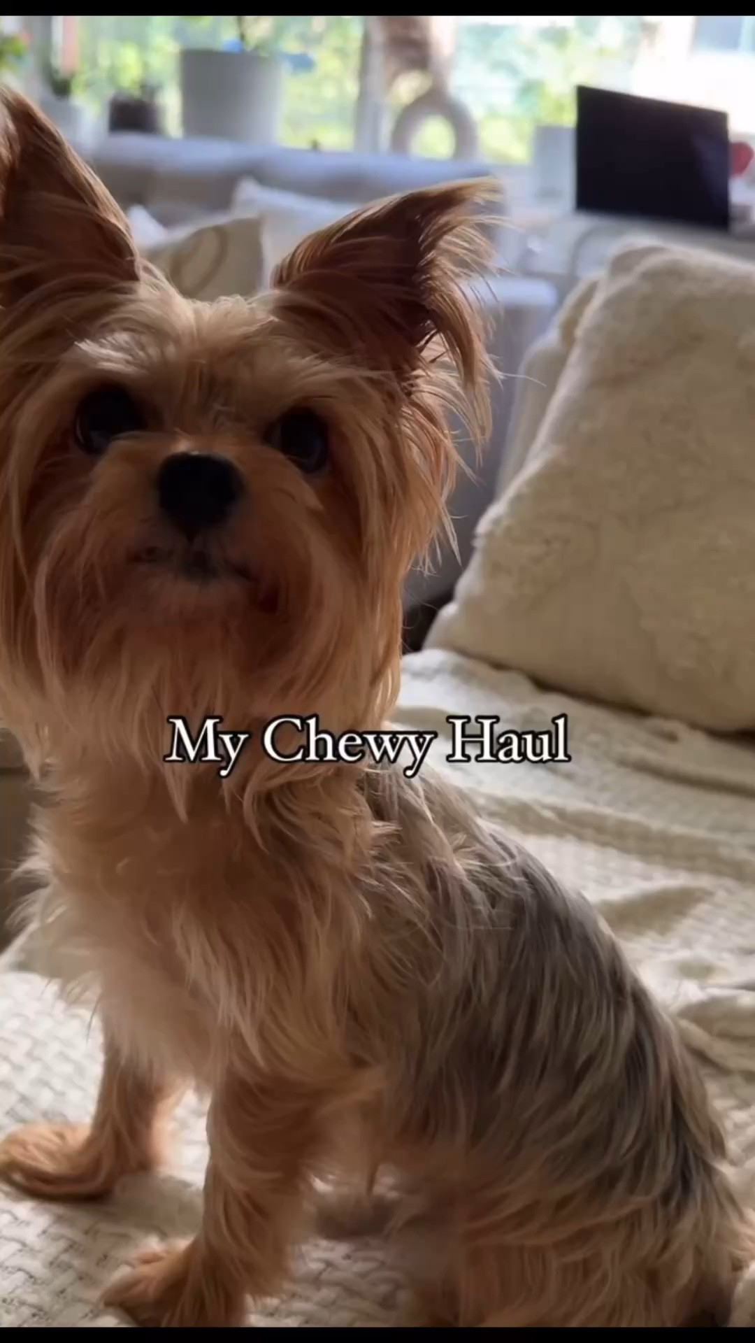My dog Thule pup ordered a few things from @Chewy. She loved all her yummies!  #ltkpets

#LTKdayinmylife #LTKHome