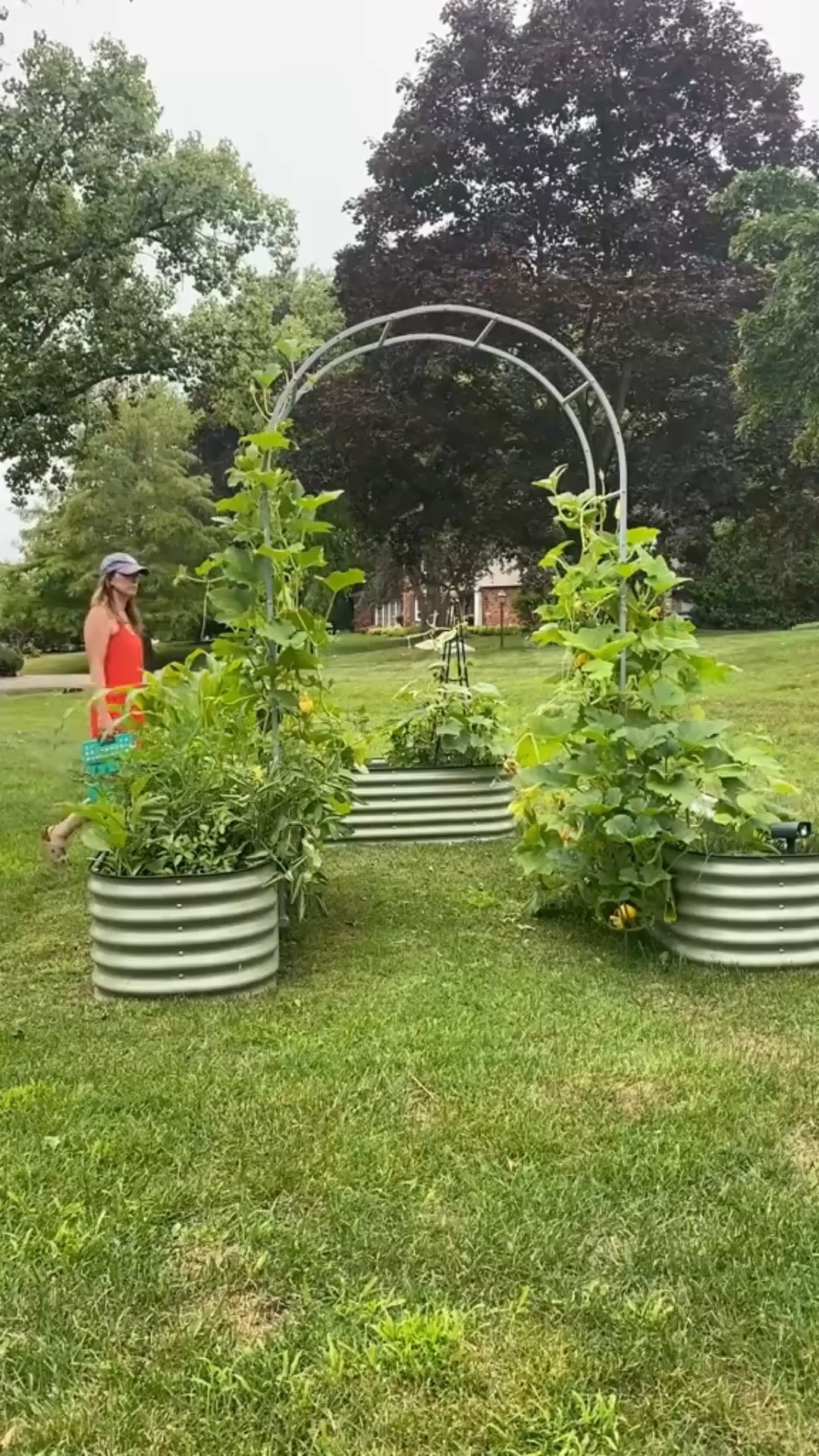Working these plant babies up the trellis! #gardeningtips #gardentrellis #vegetablegarden #garden #homegarden #gardening #raisedgardenbeds

#LTKOver40 #LTKSeasonal #LTKdayinmylife