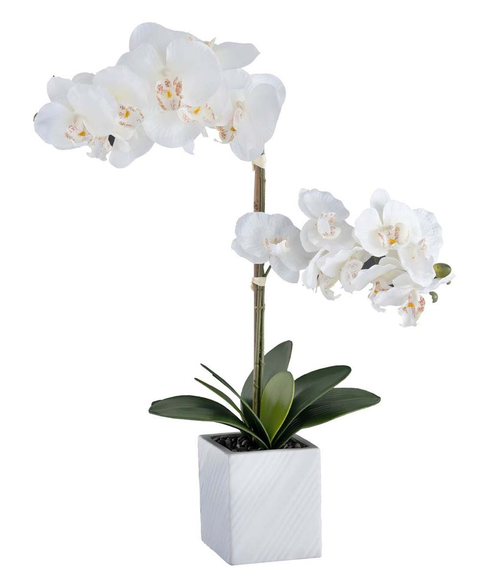 Hemsly Floral White - White Orchid Arrangement | Zulily