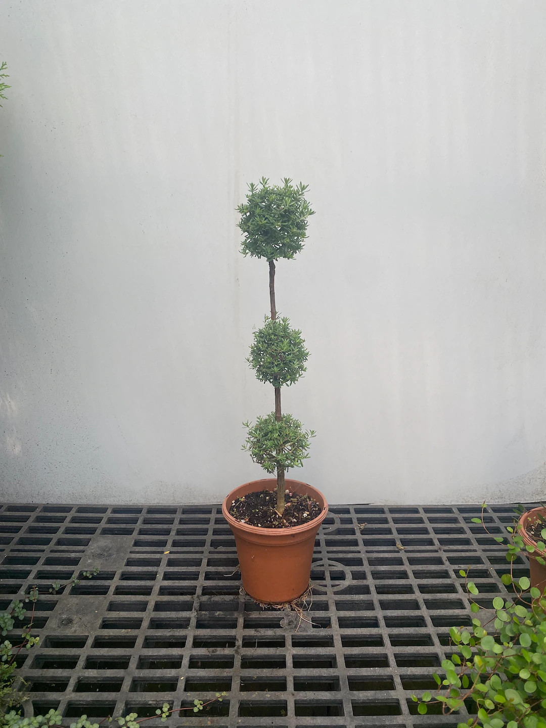 Westringia Topiary Triple Ball in a 6" Pot - Coastal Rosemary - Etsy | Etsy (US)