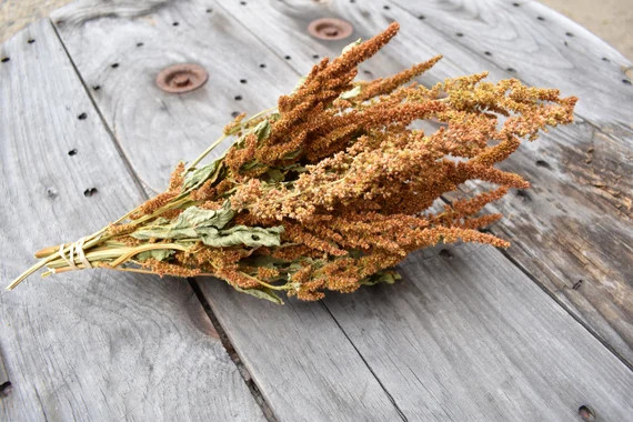 Dried Copperhead Amaranth Naturally Dried Amaranthus. Rust - Etsy | Etsy (US)