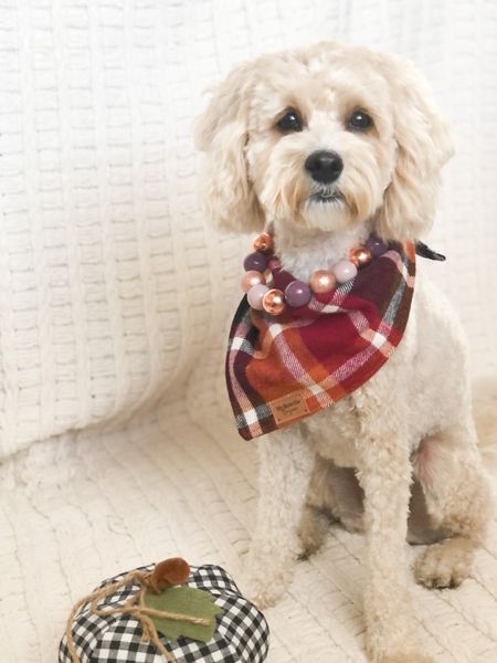 Shop my dog bandana at mybowtiebazaar.com and my dog necklace at agirlsyorkie.com 🐾 —dog model grooming supplies—
#fall #plaid #copper #pumpkin #dog #ltkdog 

#LTKfamily #LTKSeasonal