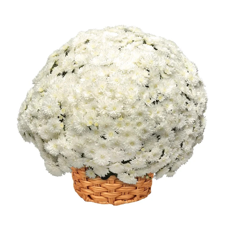 Better Homes & Gardens Classic White Mums Live Plant Garden in 12 in Fall Basket Planter | Walmart (US)