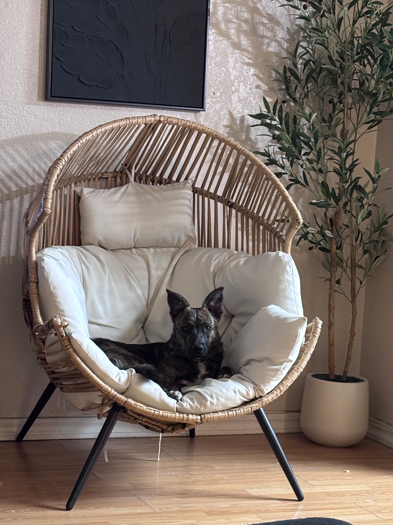Her favorite spot 🤣 

Home, egg chair, decor, olive tree 

#LTKKids #LTKdayinmylife #LTKHome