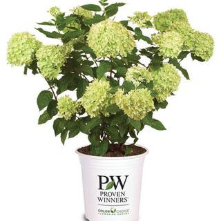 2 Gal. Little Lime Panicle Hydrangea (Paniculata) Live Shrub with Lime Green to Pink Flowers | The Home Depot