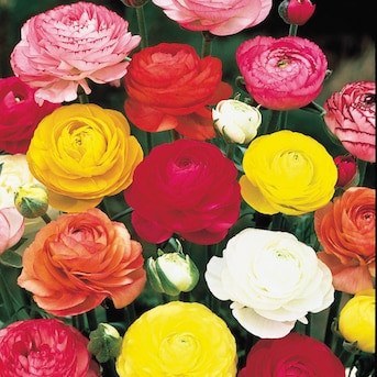 Breck's Multicolor Flowering Persian Buttercup Dormant Bulbs 100 Count | Lowe's