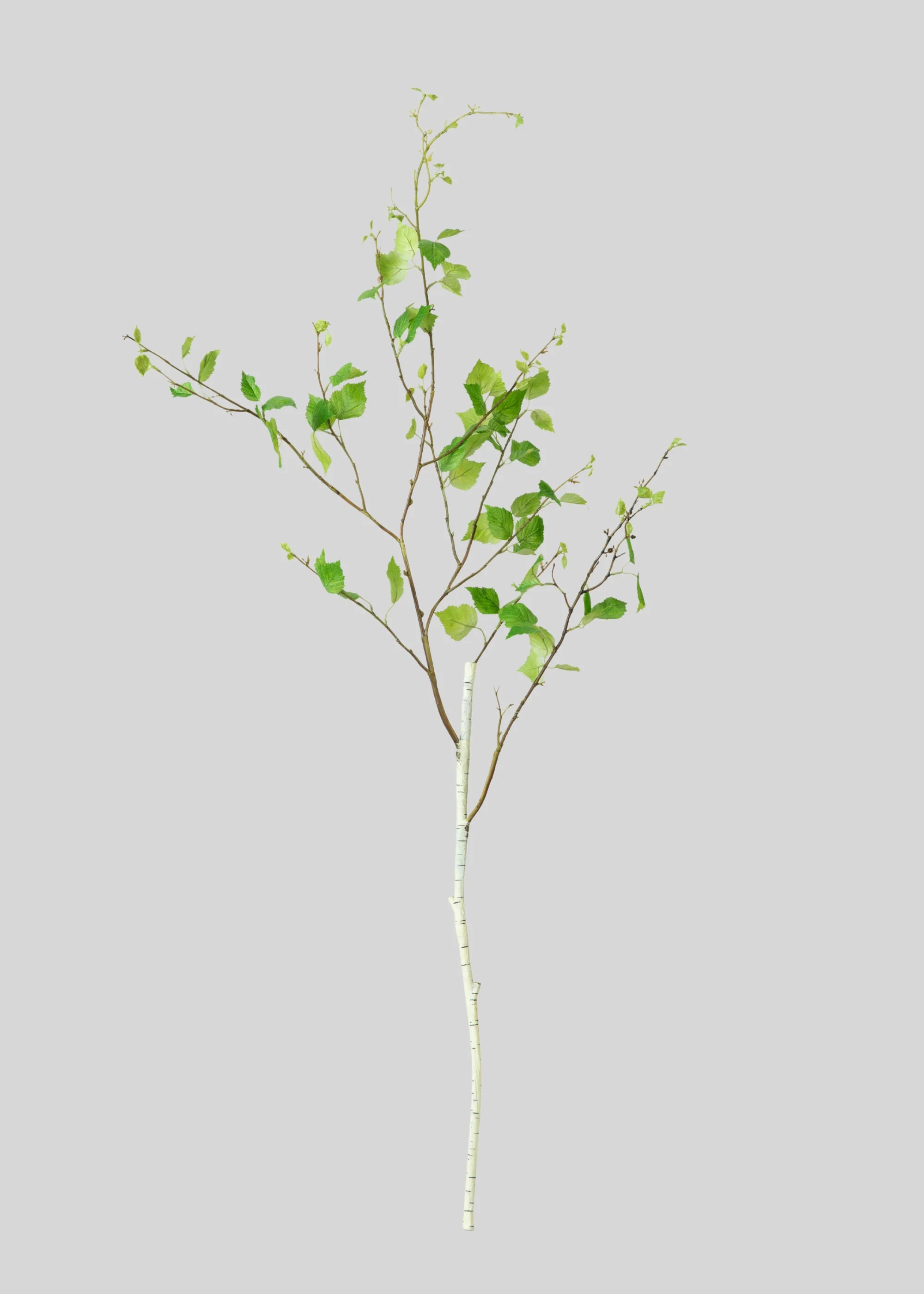 Artificial Birch Branch - 52" | Afloral | Afloral