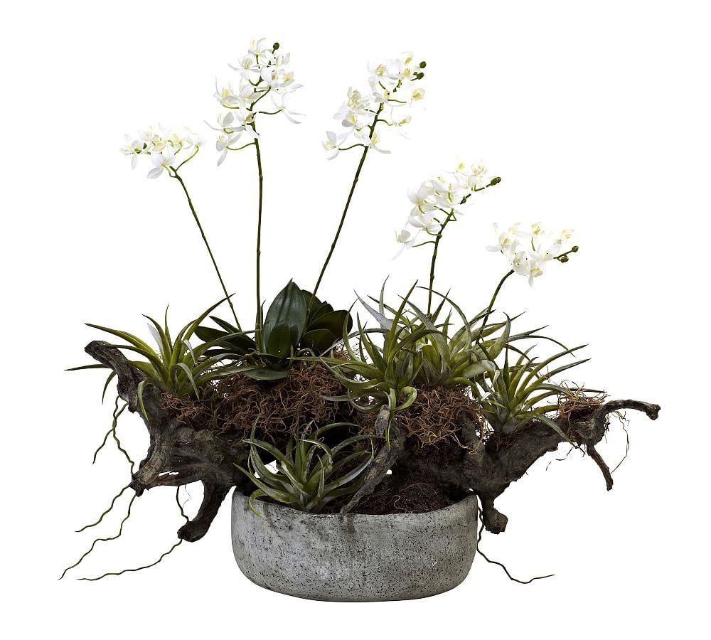 Faux Potted Orchid and Succulent Garden | Pottery Barn (US)