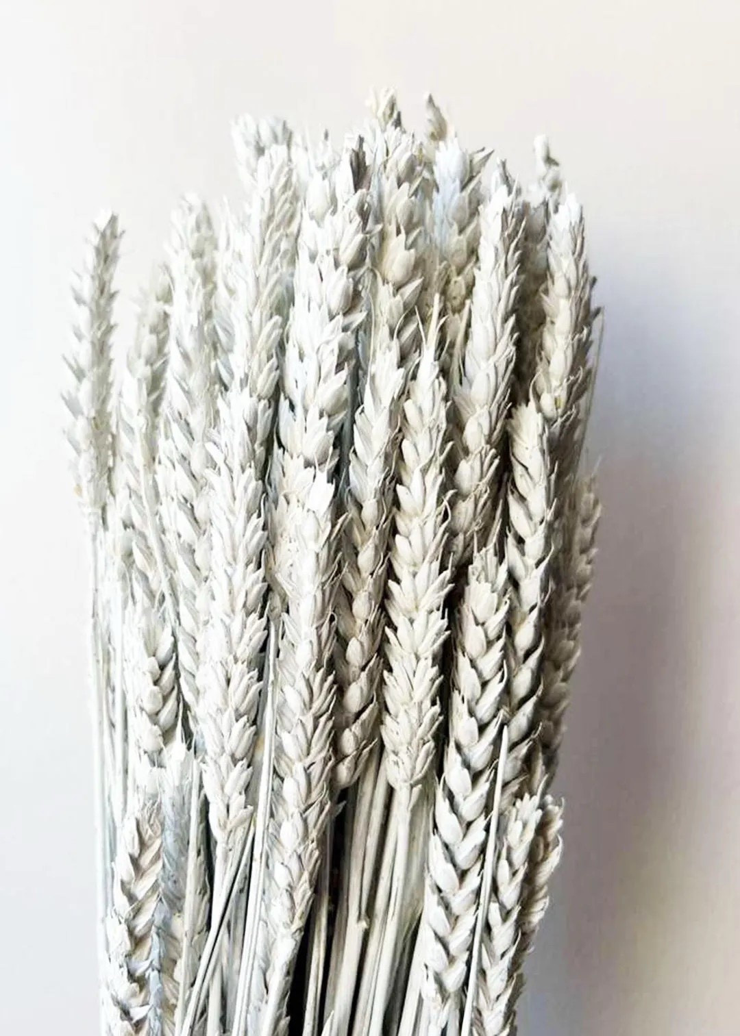Timeless and rustic, this dried wheat bundle adds natural warmth and texture to home décor, wedding bouquets, and DIY arrangements. Featuring real dried wheat and triticale grass, each stem showcases organic variation in length and fullness for an authentic, nature-inspired look. With long stems and a generous bundle to style, this eco-conscious craft supply ships from Virginia for a more sustainable choice.
#LTKhome #LTKweddings #driedflowers #driedwheat #rusticdecor #bohodecor #craftsupplies #weddingflowers #etsyfinds #sustainablestyle

#LTKHome #LTKSeasonal #LTKWedding