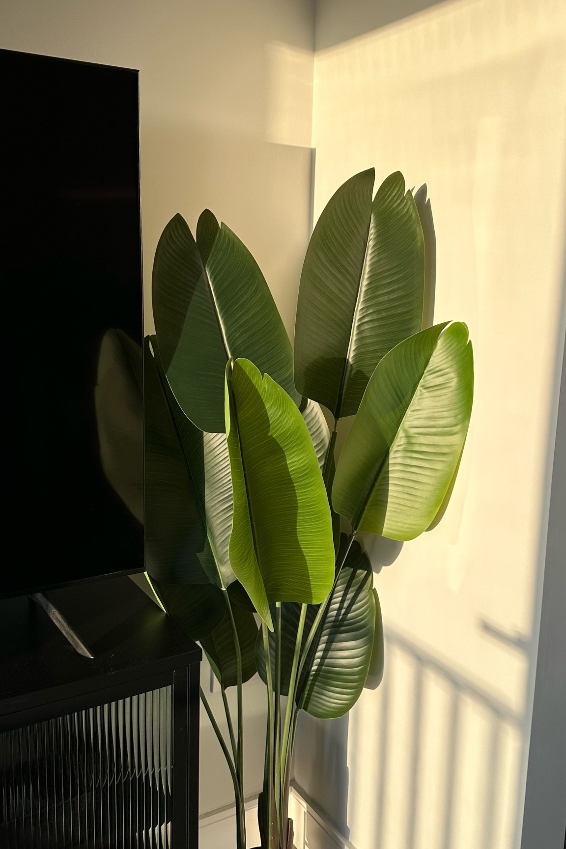 Morning sun 🌿

#LTKSeasonal #LTKhome #LTKunder100