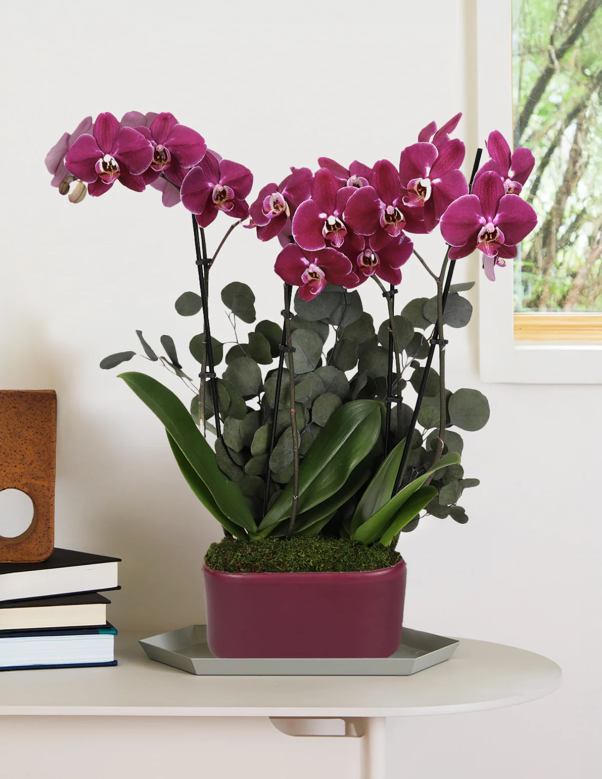 Large Double Orchid | The Sill