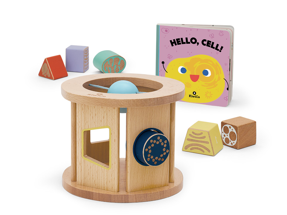 Cell Shape Sorter | KiwiCo | KiwiCo