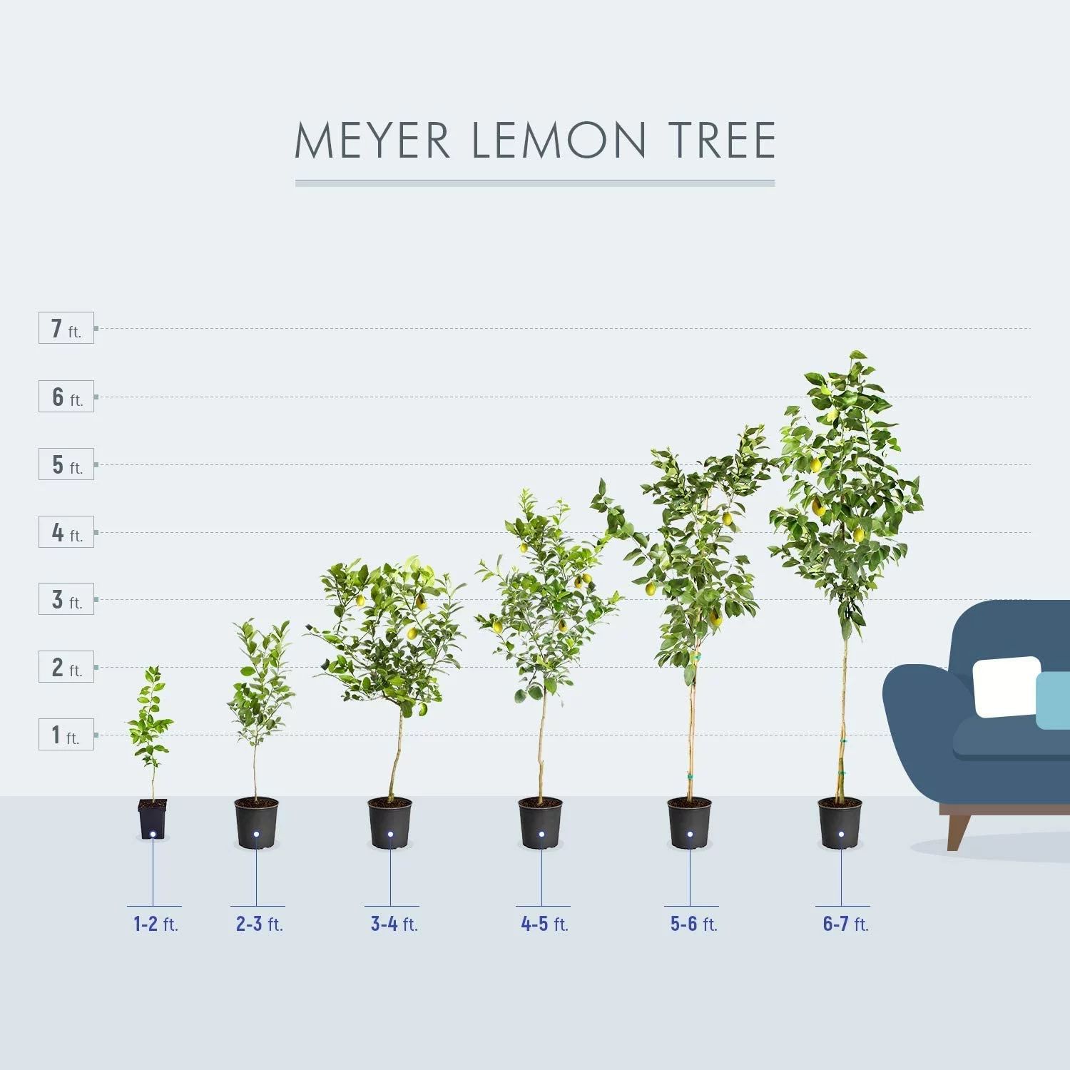 Meyer Lemon Tree - Cannot Ship to AZ, CA, TX, FL or LA | Walmart (US)