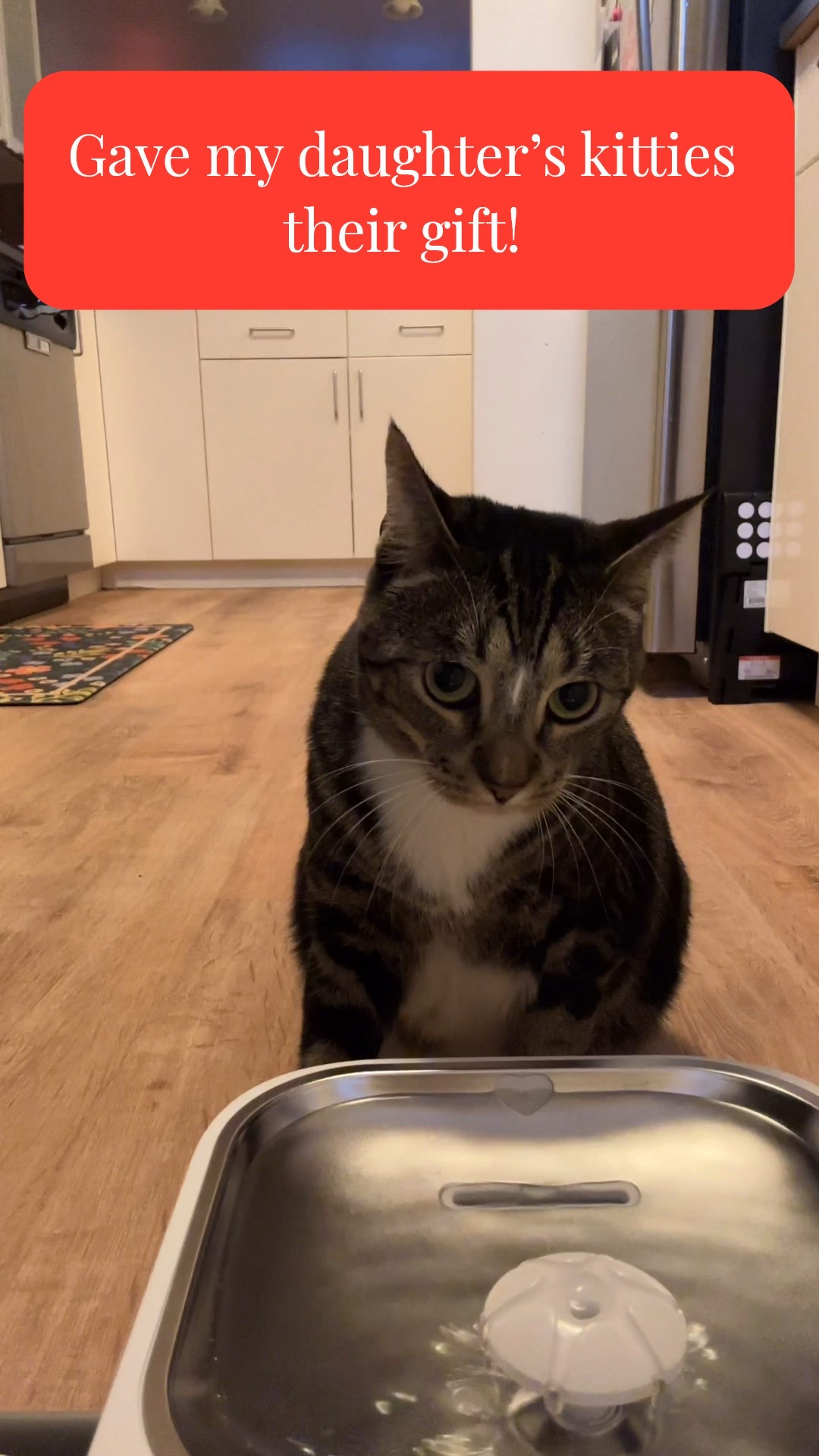 I couldn’t wait until Christmas to give Gogo and Buttercup their present! 
They LOVE drinking from the tap so it’s time for a smart fountain..this one constantly filters impurities into a separate tank and has battery backup in case of power outage! And app-controlled if you want to work it from afar. So cool! 

Use code ODR8QAE4 for a discount! 
#cats #petgifts #catfountain #catmom

#LTKHoliday #LTKGiftGuide #LTKFindsUnder100