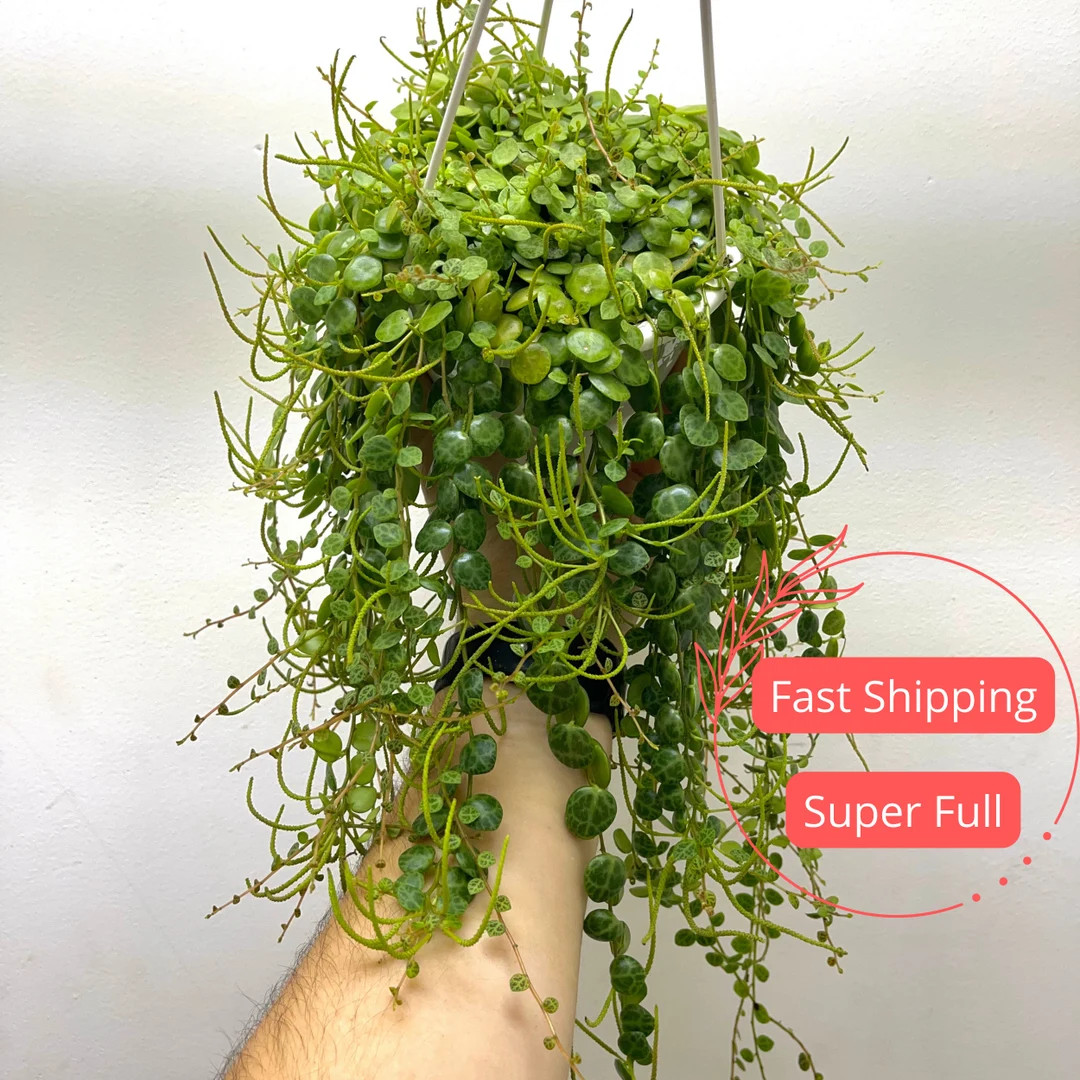 String of Turtles | Peperomia Prostrata | String of Turtles Plant | Turtle Peperomia | Nontoxic P... | Etsy (US)