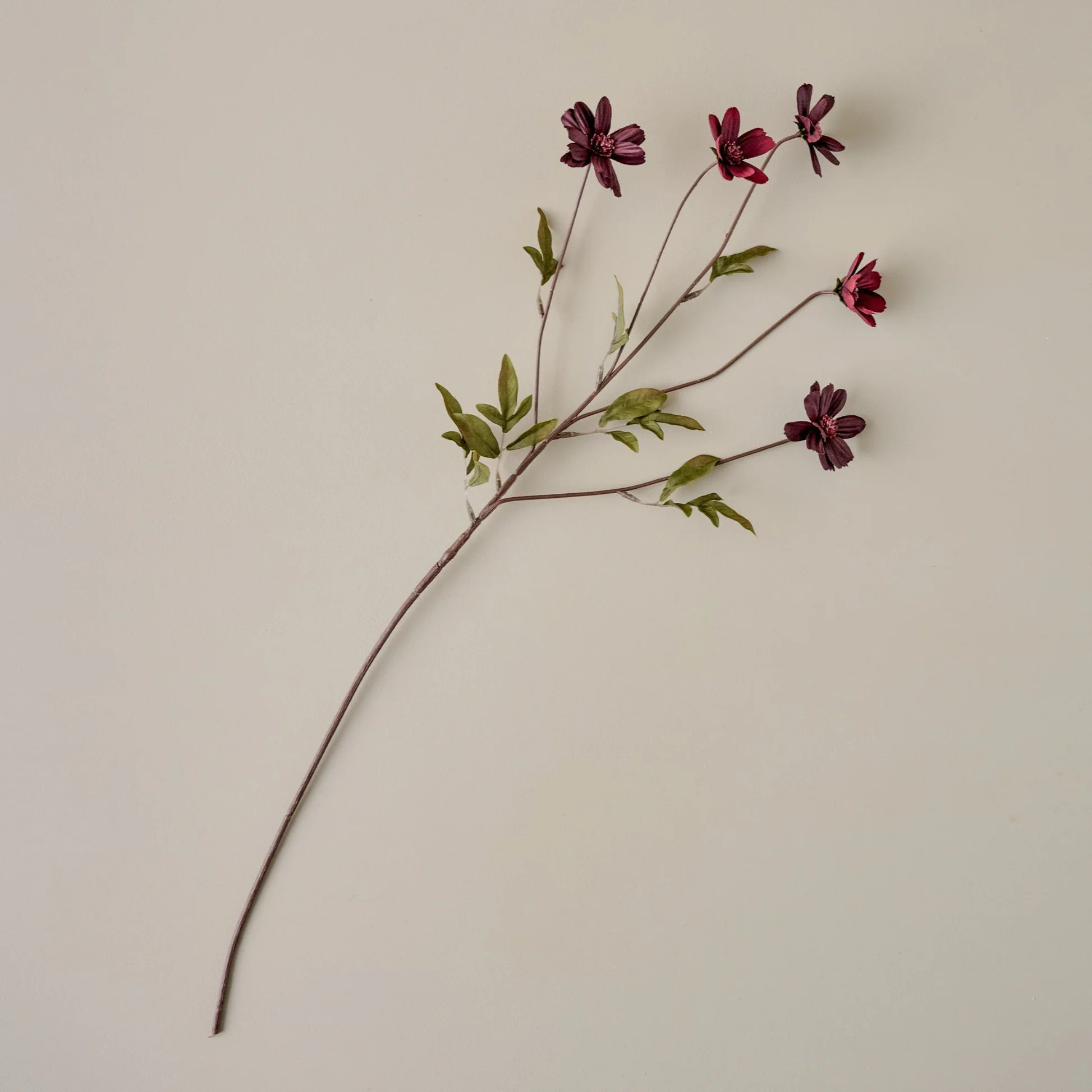 Burgundy Cosmos Stem | Magnolia