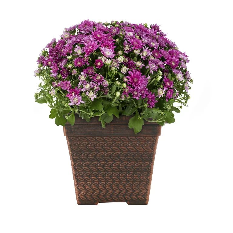 Better Homes & Gardens 1GL Purple Mum (1 Count) Live Plant with Square Decorative Planter - Walma... | Walmart (US)