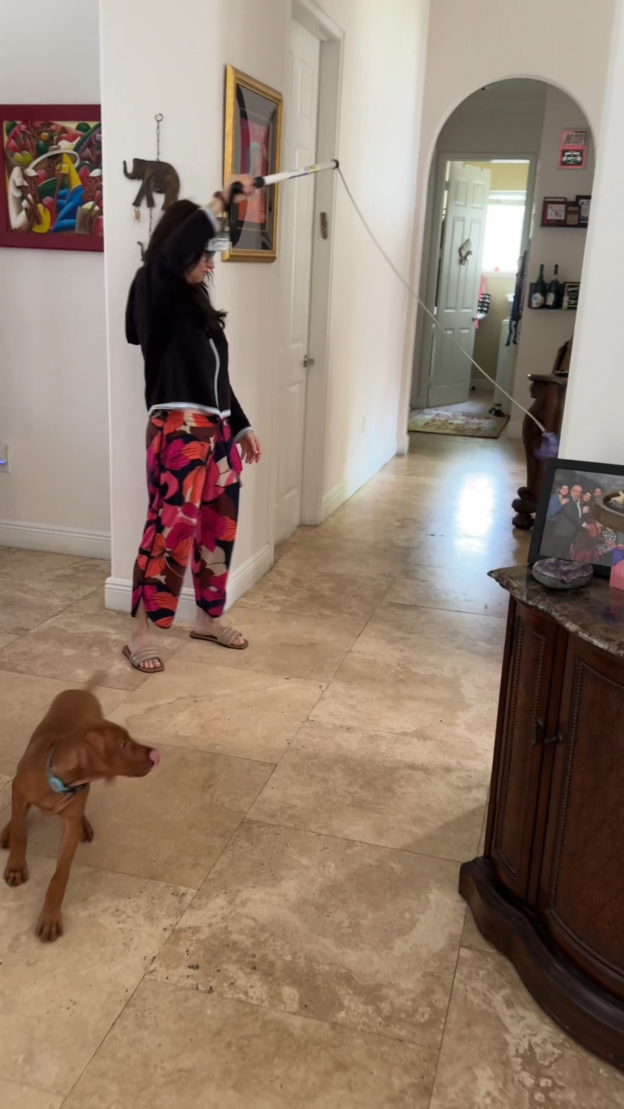 One of the best dog toys Ever !! #ltkpets 

#LTKParties #LTKVideo #LTKOver40