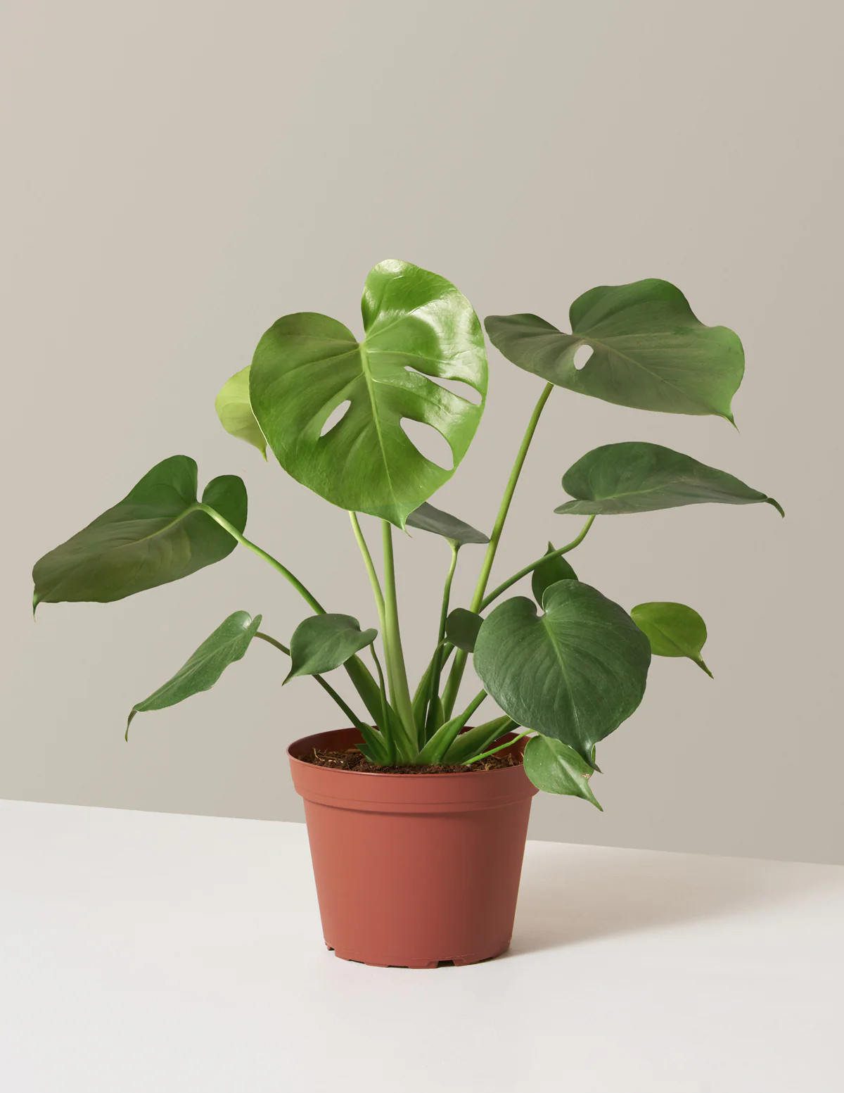 Monstera Deliciosa | The Sill