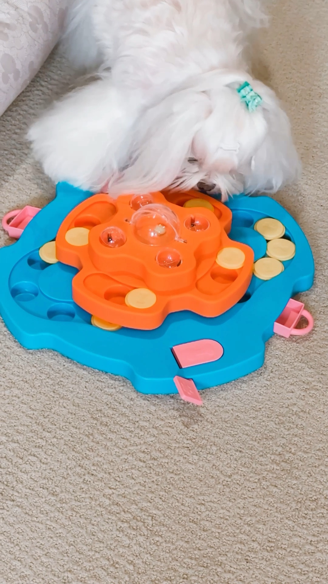 The best puzzle toy to keep your dog entertained!! 

#LTKPets