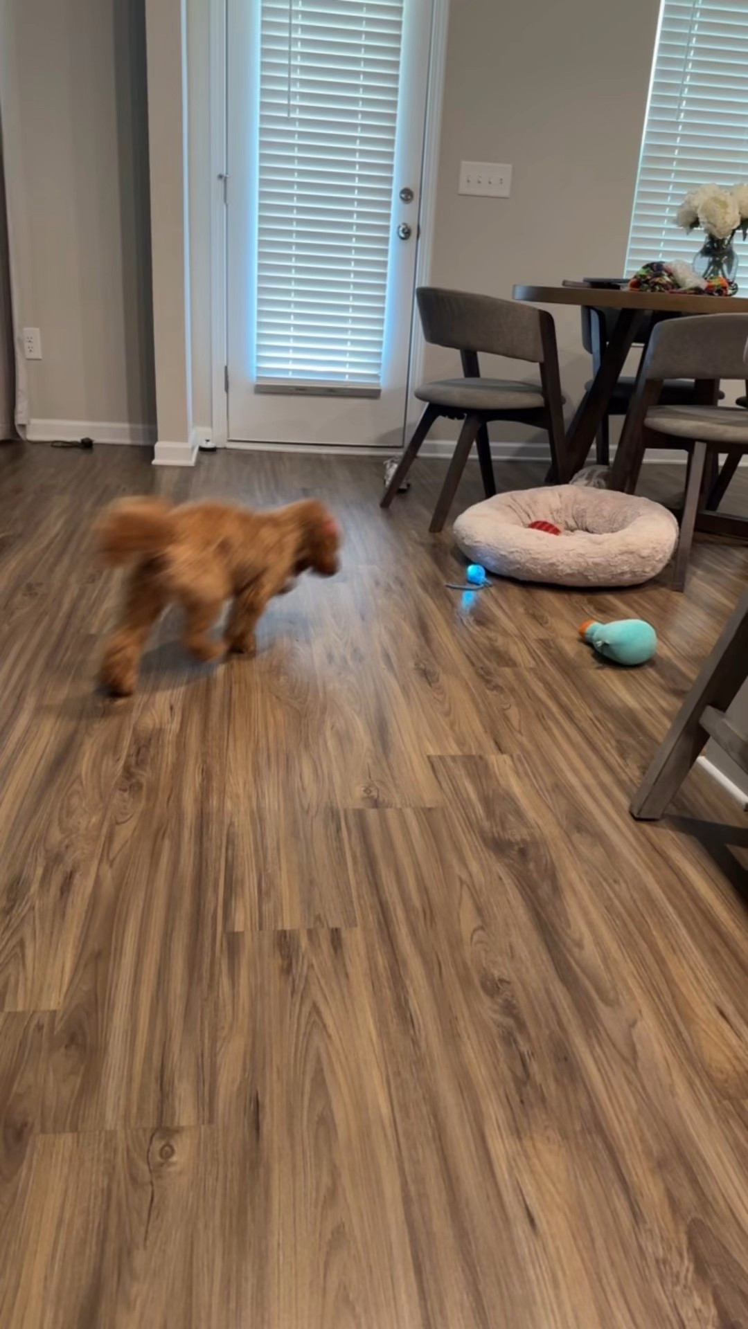 Honestly I feel like I found the perfect toy for my puppy because she is a BUSY BODY!! This has definitely wore her OUT!

#LTKPets #LTKSaleAlert