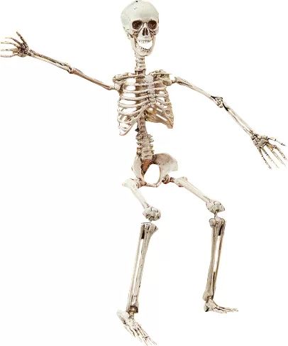 Posable Skeleton Figurine | Wayfair North America