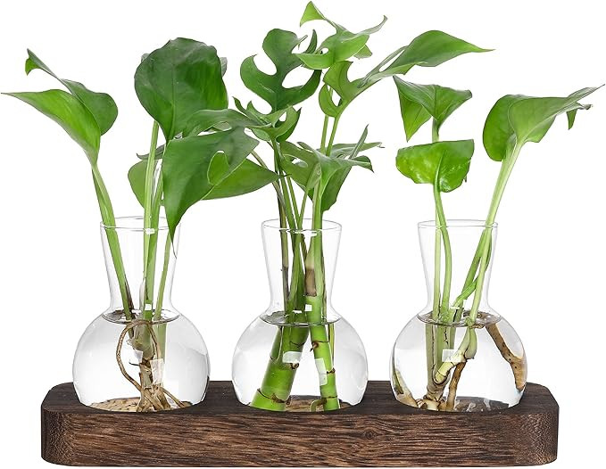 Propagation Stations,Plant Propagation Vase,Desk Plant Terrarium with Retro Wooden Stand,Plant Lo... | Amazon (US)