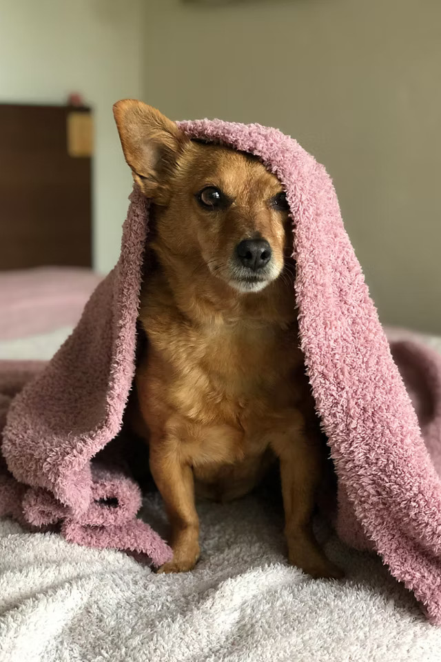 Stargazer Knit Throw Blanket | Urban Outfitters (US and RoW)