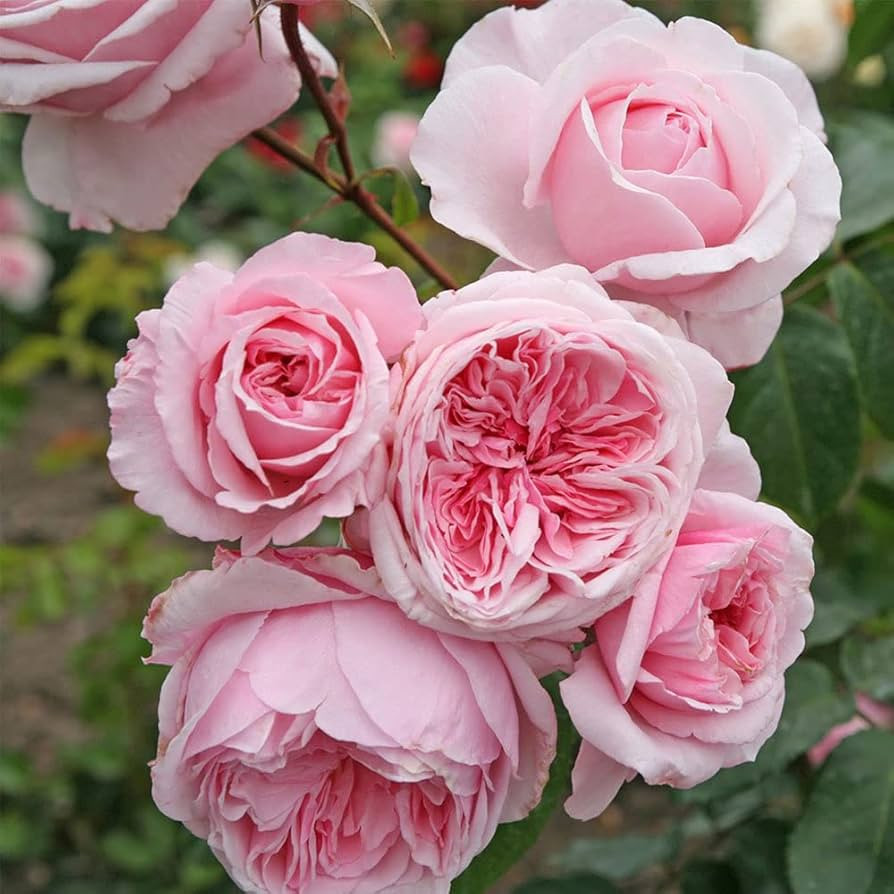 Heirloom Roses Climbing Rose Plant - Arborose® Kiss Me Kate Pink Rose Bush, Live Climber Roses P... | Amazon (US)