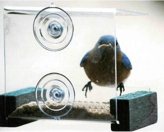 Songbird Essentials Mini Clear Window Mounted Bird Feeder with Green Wooden Perches. 1 Cup Capaci... | Amazon (US)