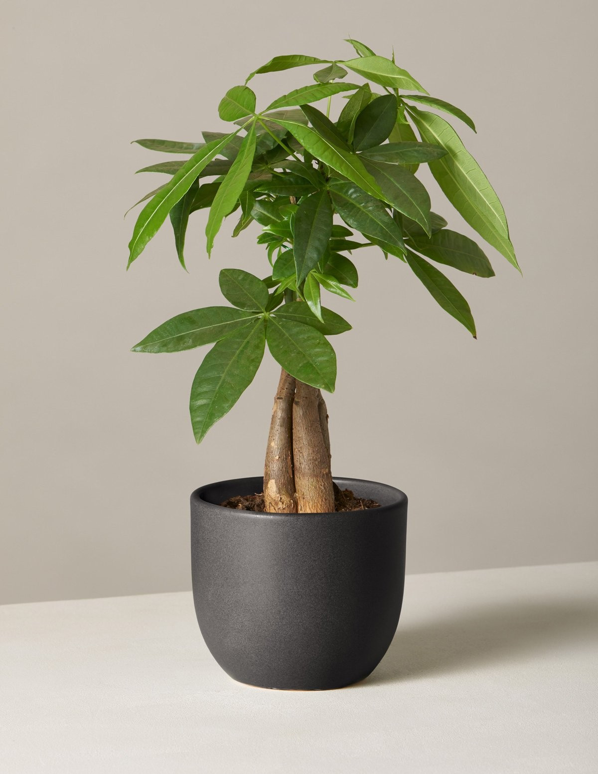 Money Tree Plant | The Sill