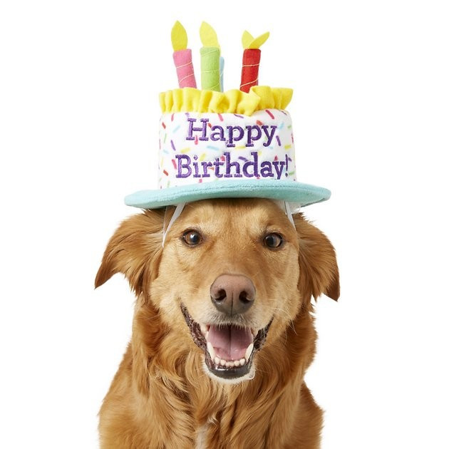 FRISCO Birthday Cake Dog & Cat Hat, Medium/Large - Chewy.com | Chewy.com