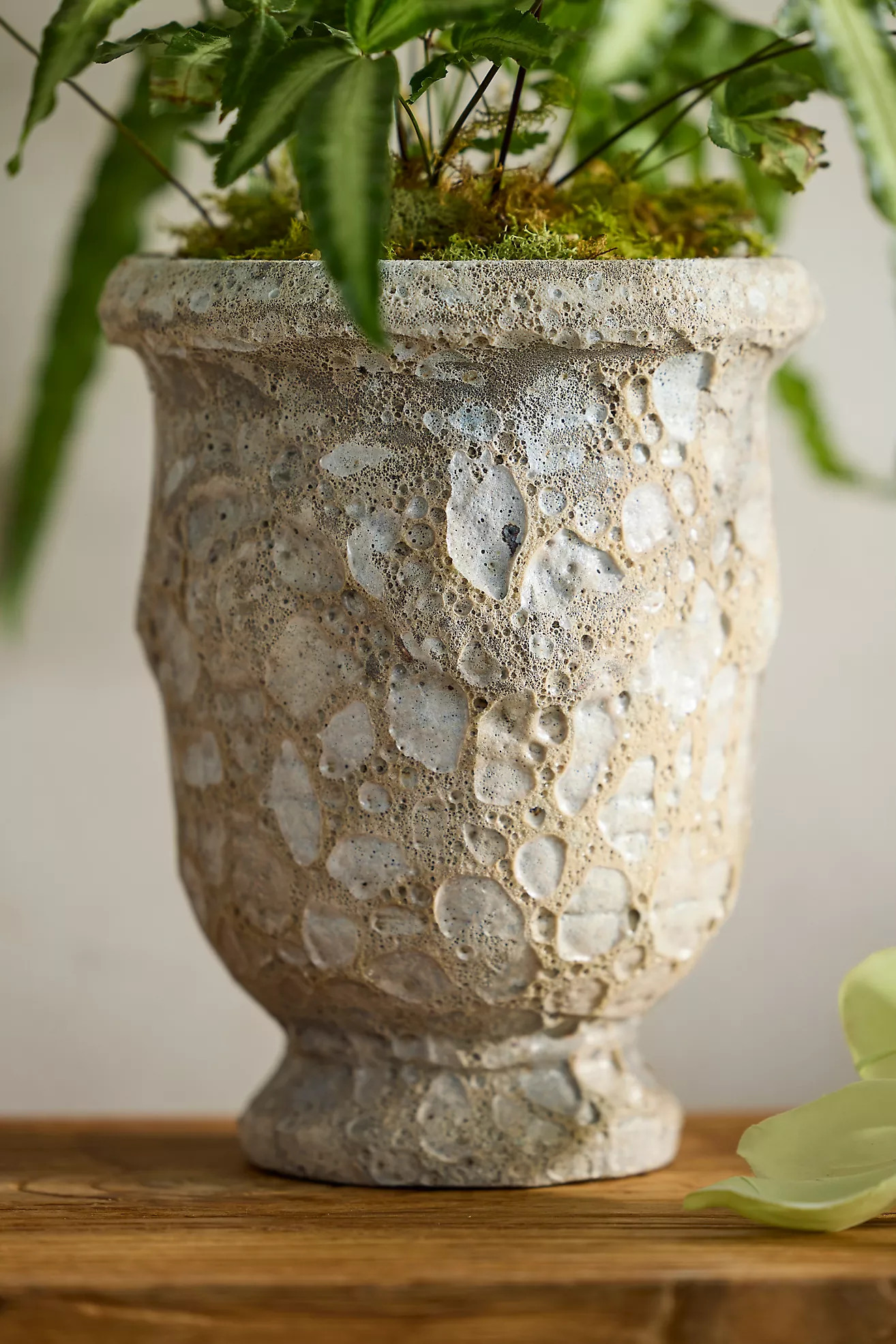 Barnacle Anduze Urn | Anthropologie (US)