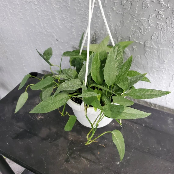 Cebu Blue 6 Inch Hanging Basket White | Etsy | Etsy (US)