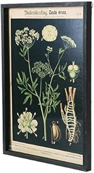 Creative Co-Op Set of 2, 22" H Wood Framed Botanical Décor Wall Art, Multi | Amazon (US)