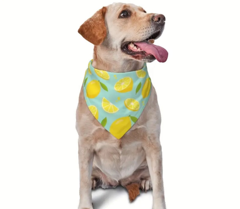 Lemon dog bandana 

#LTKParties #LTKSeasonal