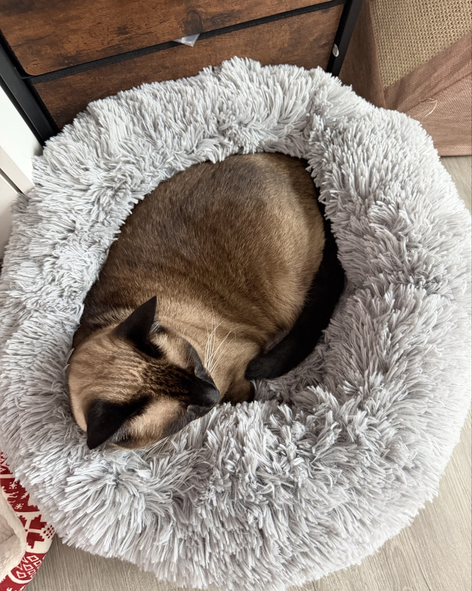 My cat is lying as if on a cloud.

#LTKHome #LTKvlog #LTKdayinmylife