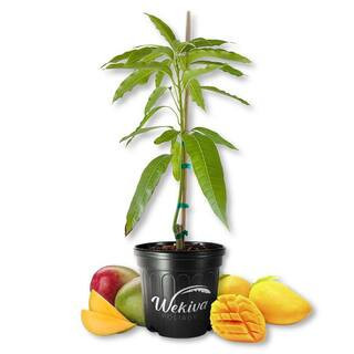 Alphonso mango tree product photo via LTK