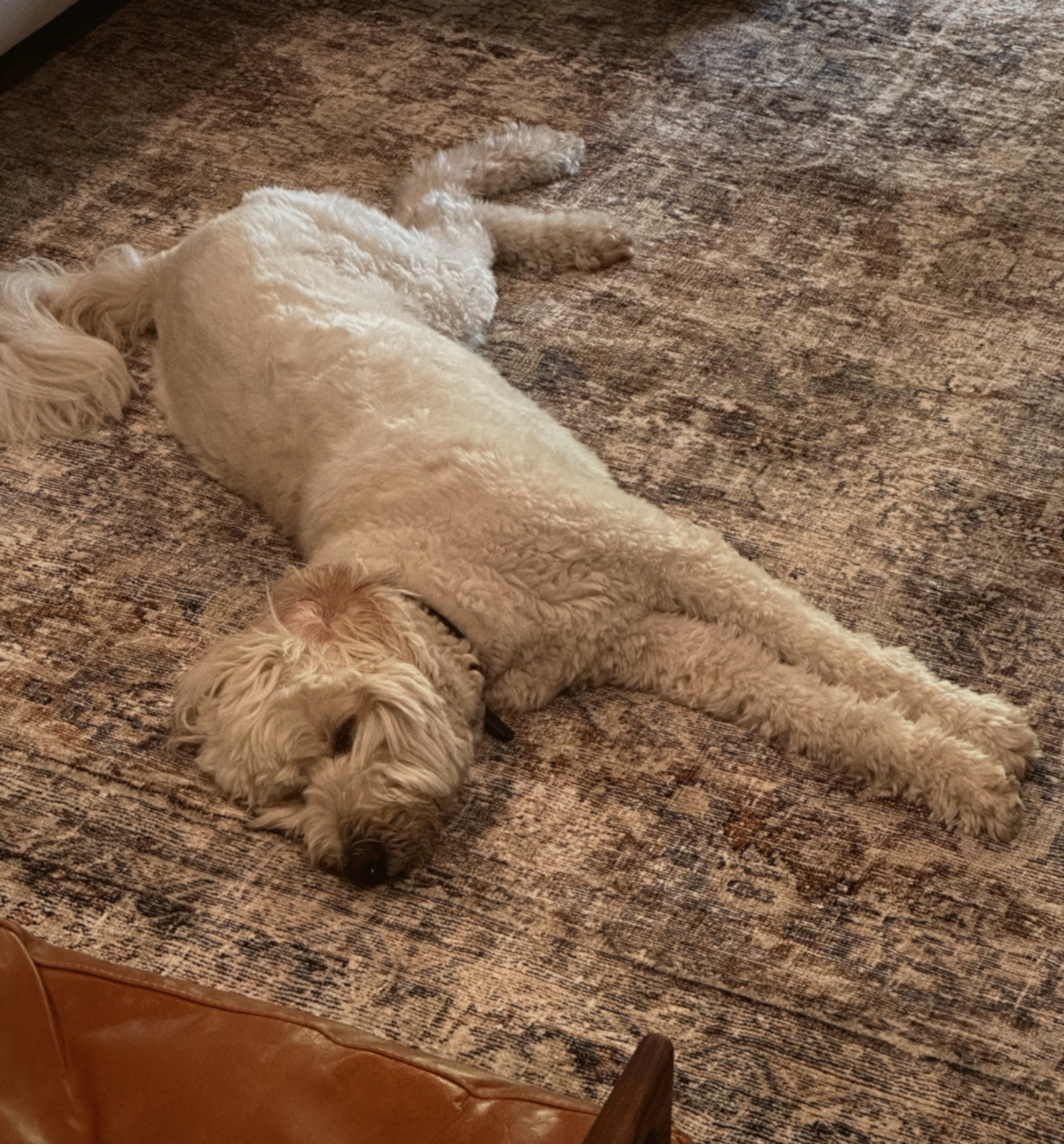 Loves Loloi Amber Lewis rugs 

#LTKSale #LTKhome #LTKstyletip