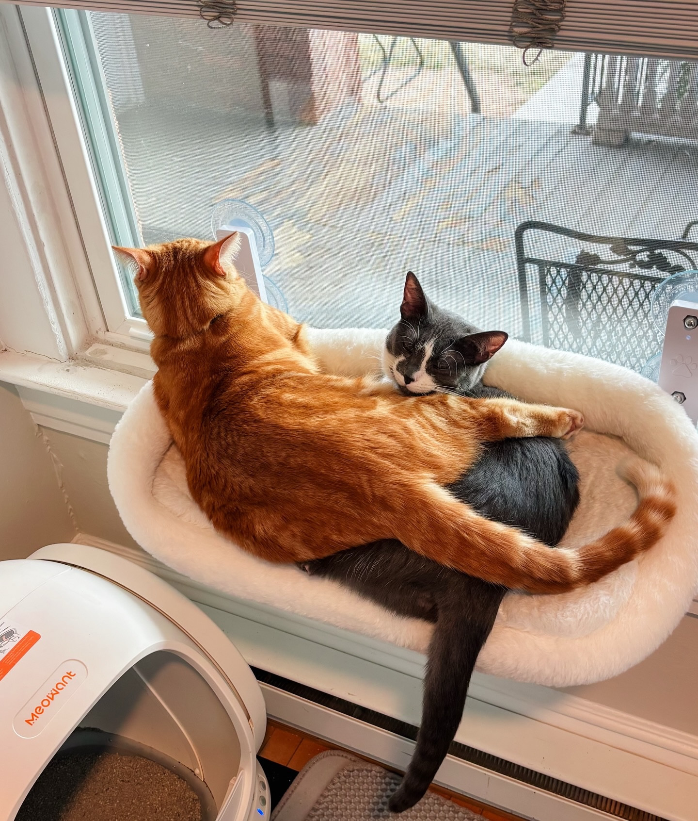They’ve outgrown the bed but not each other. 😂

Bubba is 12lbs and Luna is 8lbs. Swipe to see them at 2lbs each 😅
.
.
.
#BubbaAndLuna #SiblingEnergy #OrangeCatClub #TuxedoKitty #CatGlowUp