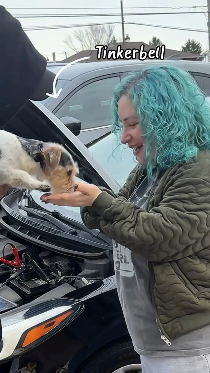 Car batteries, jalapeno poppers and puppies, oh my! What a day. 

#LTKdayinmylife #LTKvlog #LTKstorytime