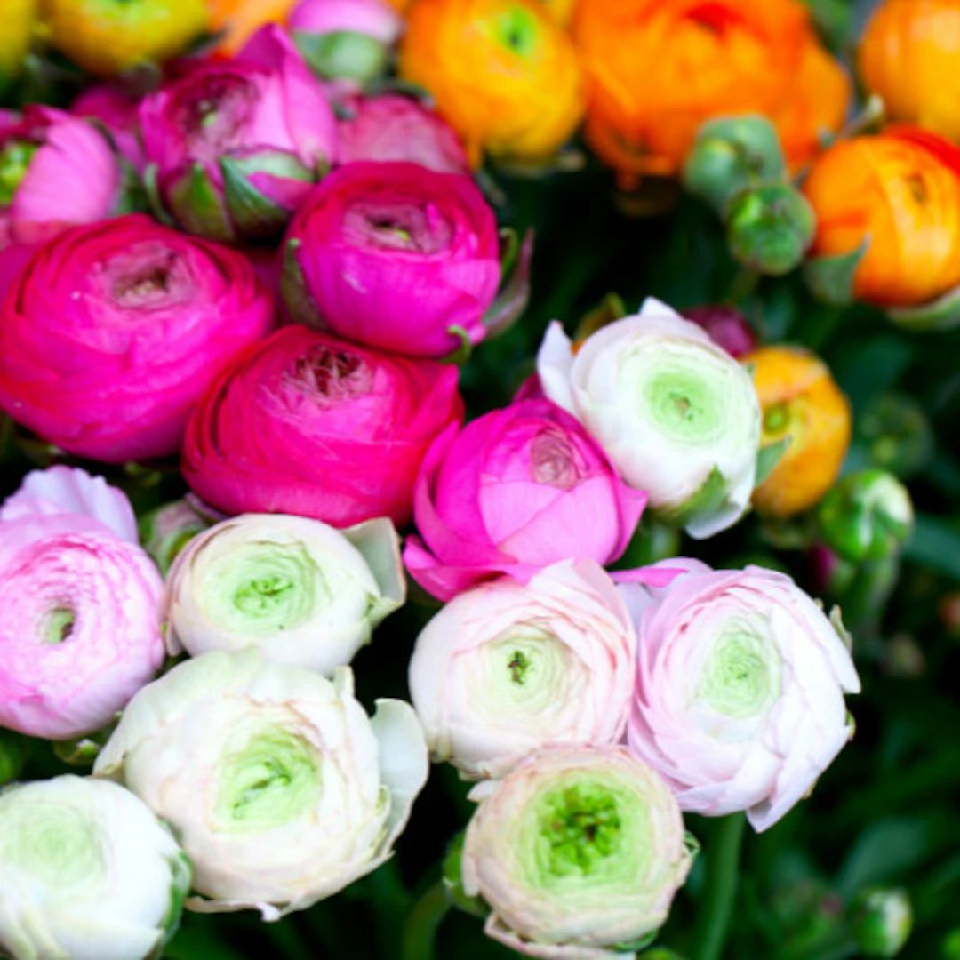25 Ranunculus Mixed Shade Bulbs Buy 4 Sets Get 1 Set Free - Etsy | Etsy (US)