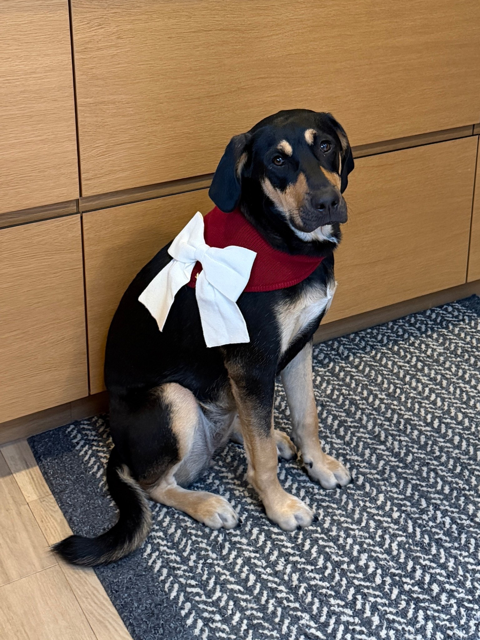 Puppy holiday bow! How cute is this bandana for the upcoming holidays.  

#LTKHoliday